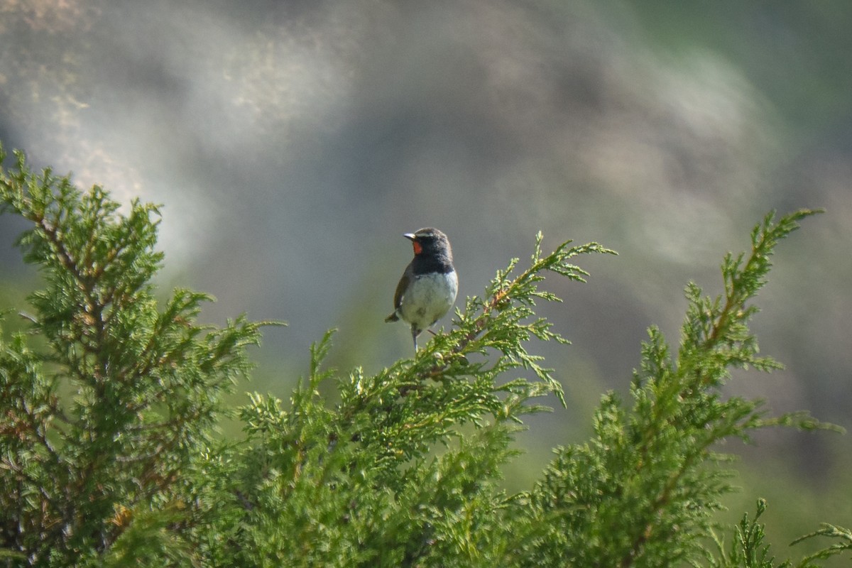 Himalayan Rubythroat - ML638375825