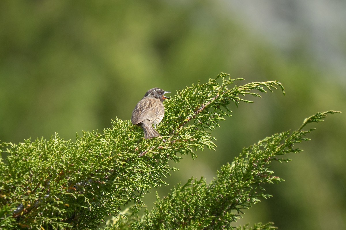 Black-throated Accentor - ML638375828