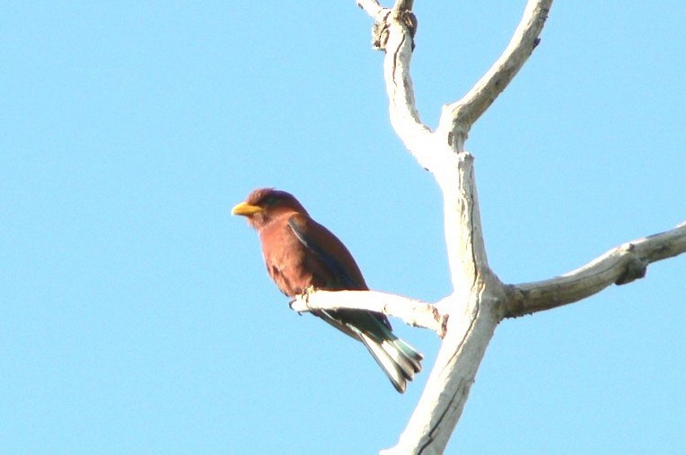 Broad-billed Roller - ML638375836