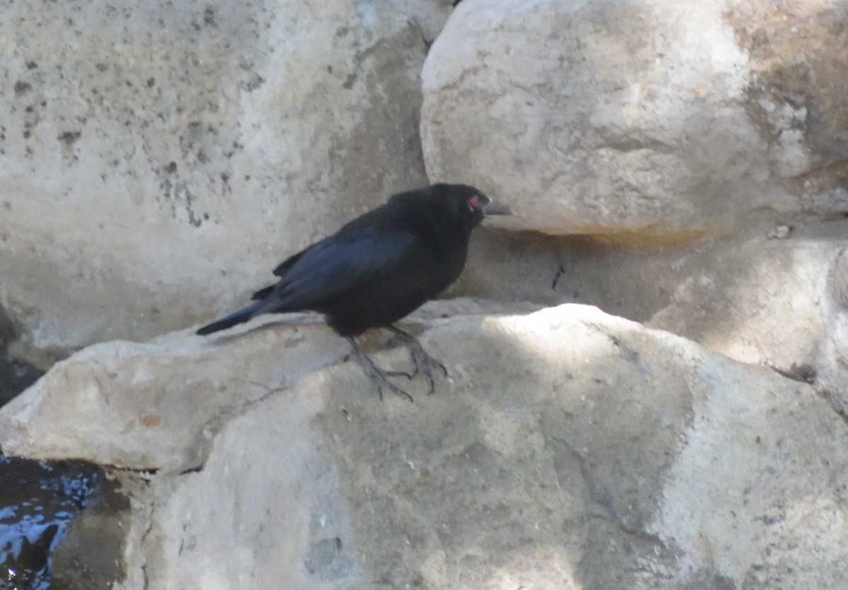 Bronzed Cowbird - ML638375837