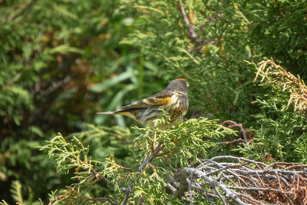 Fire-fronted Serin - ML638375838