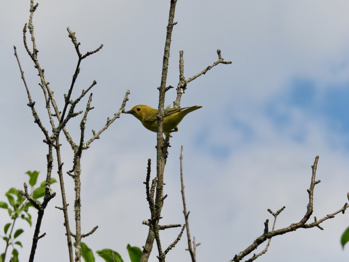 Goldwaldsänger - ML638375840