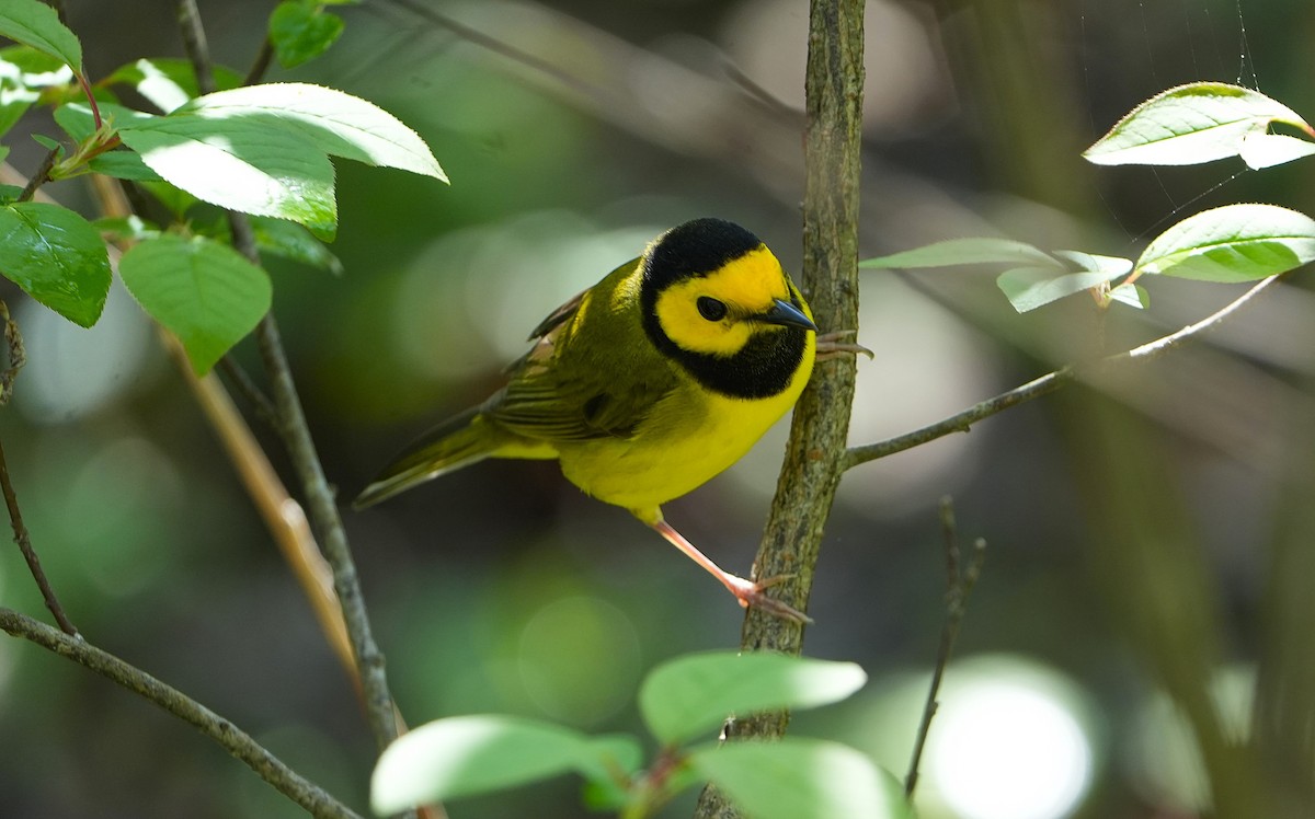 Hooded Warbler - ML638375842