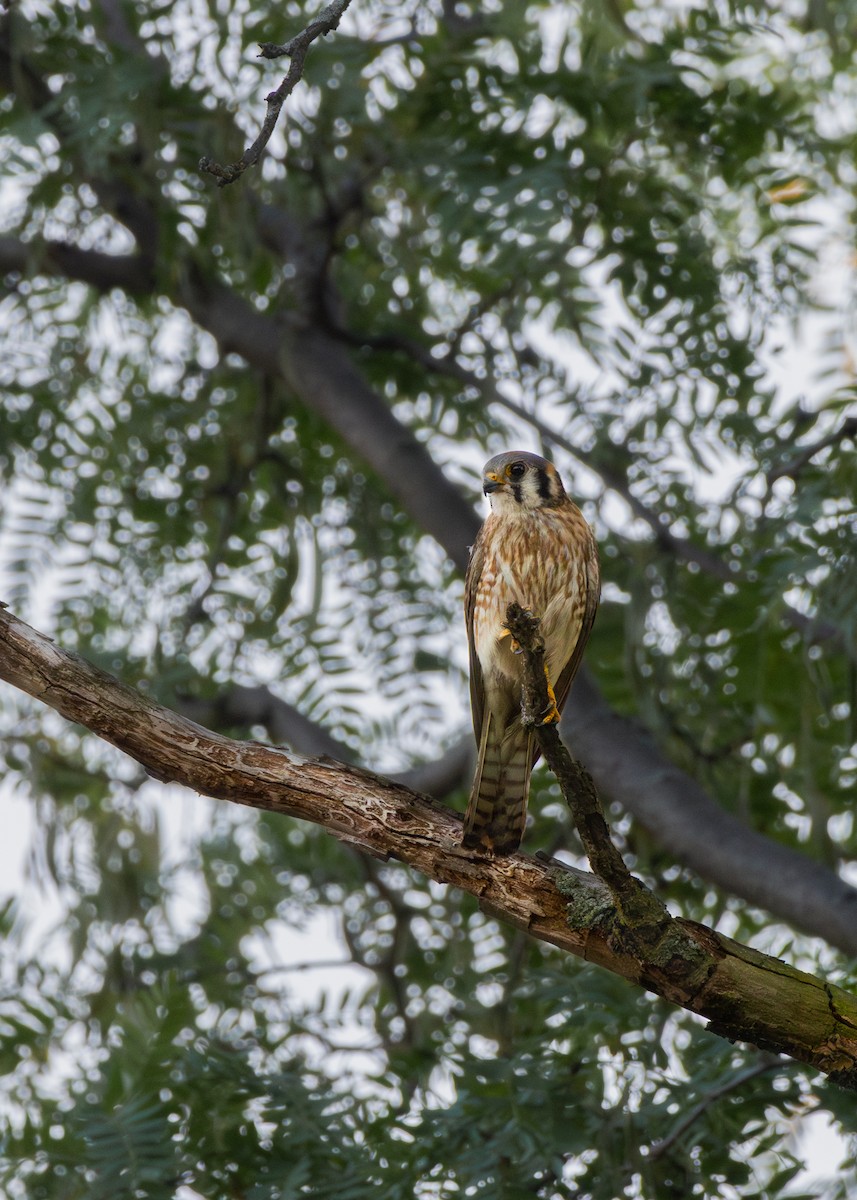 American Kestrel - ML638375861