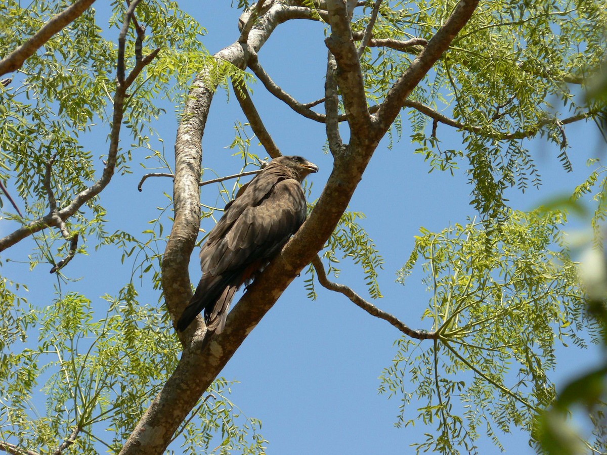 Madagaskar Bazası - ML638375866