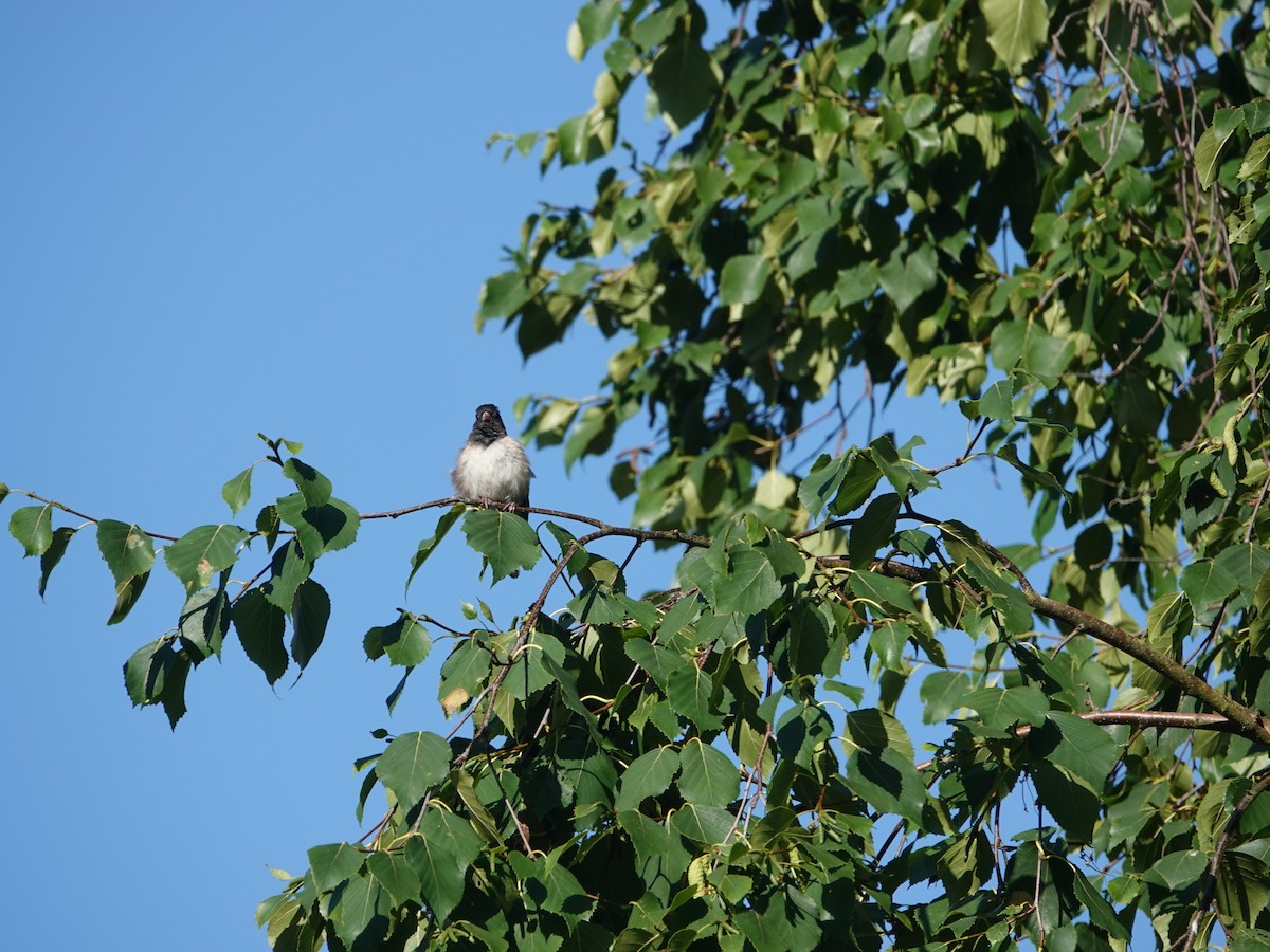 Junco Ojioscuro - ML638375869