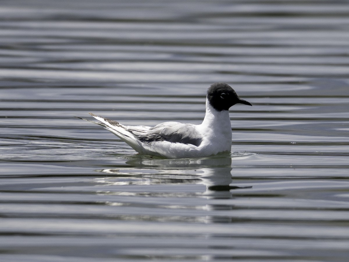 Bonaparte's Gull - ML638375872