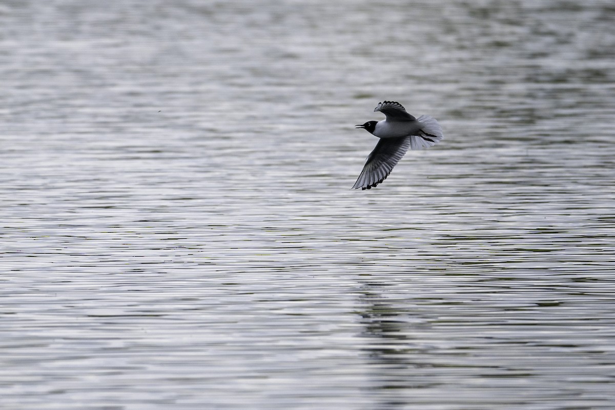 Bonaparte's Gull - ML638375875