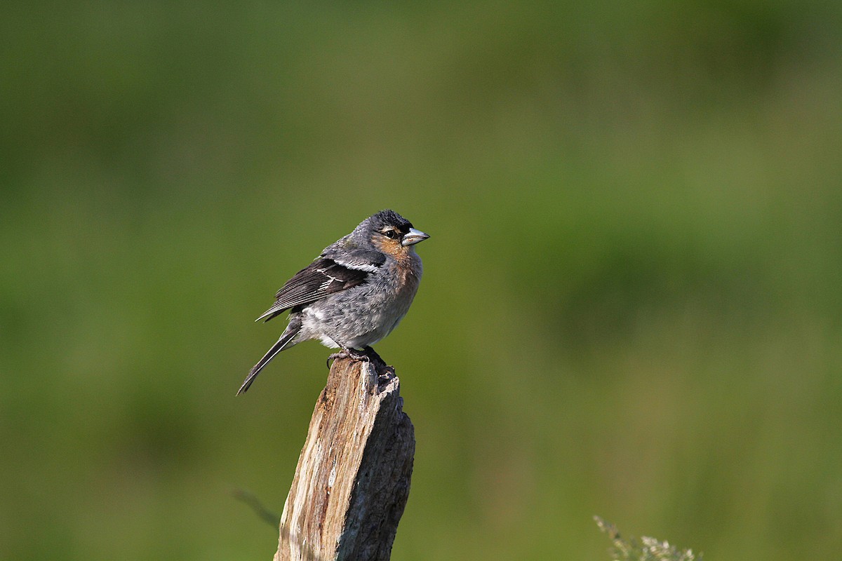 Azores Chaffinch - ML638375897