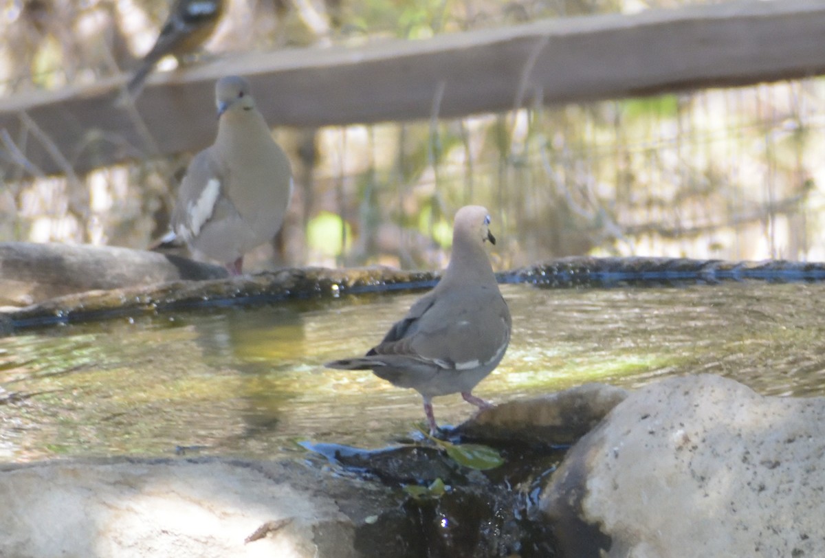 White-winged Dove - ML638375899