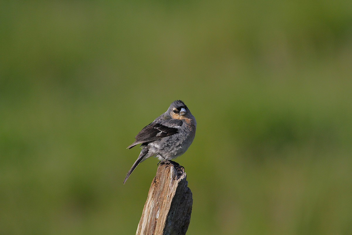Azores Chaffinch - ML638375901