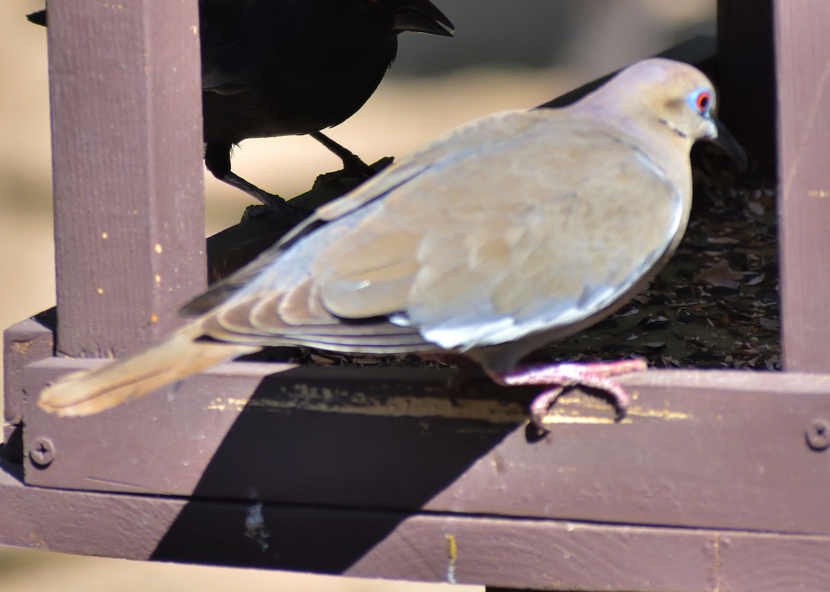 White-winged Dove - ML638375927