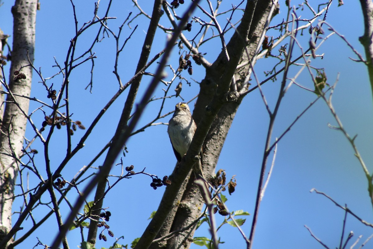 White-throated Sparrow - ML638375934