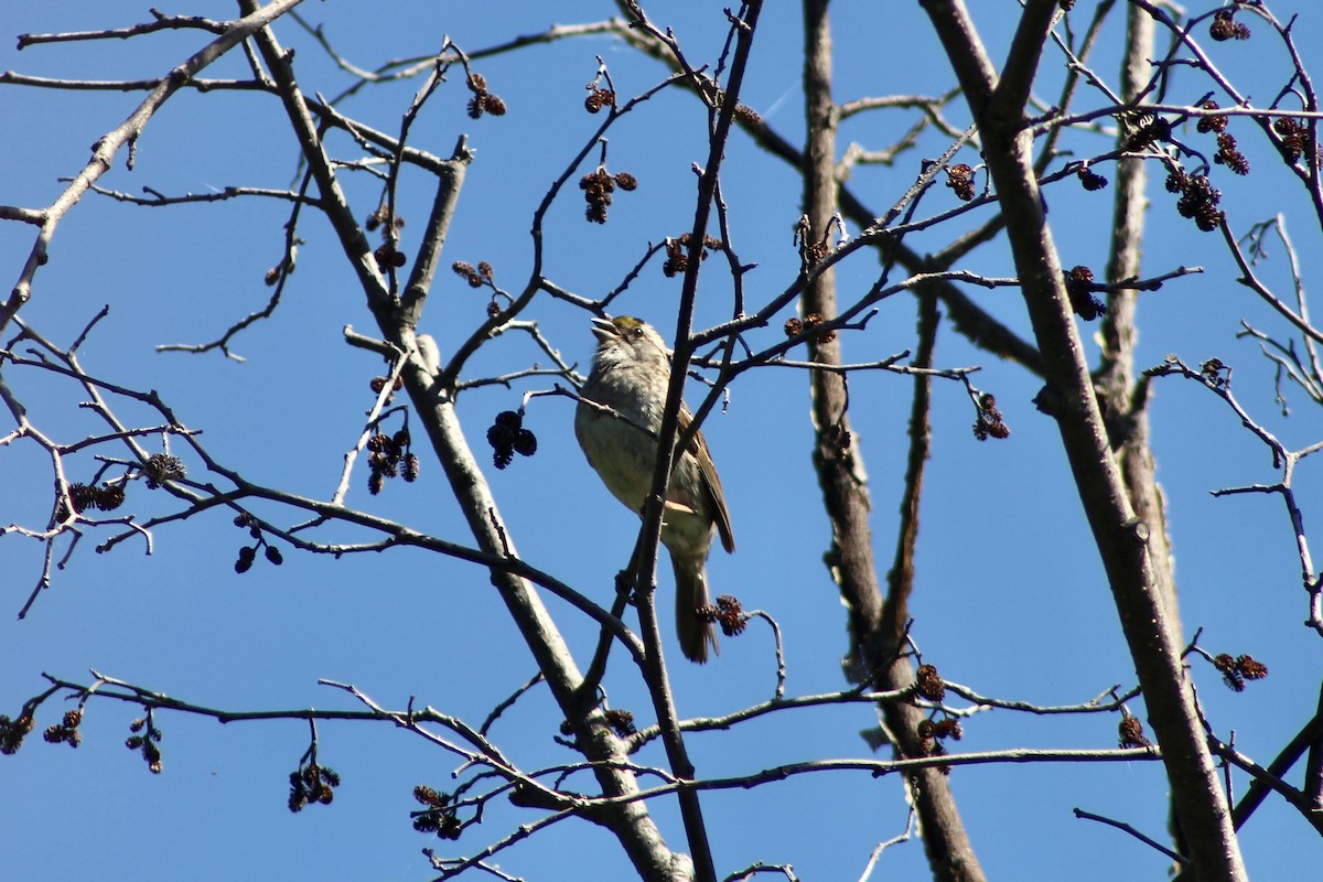 White-throated Sparrow - ML638375937