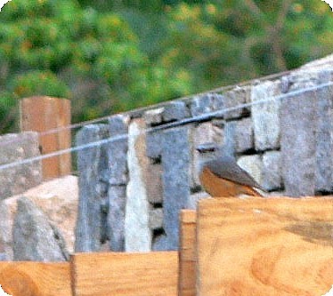 Monticole de forêt (bensoni) - ML638375959