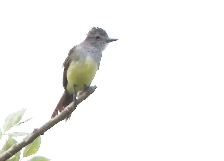 Panama Flycatcher - ML638375964