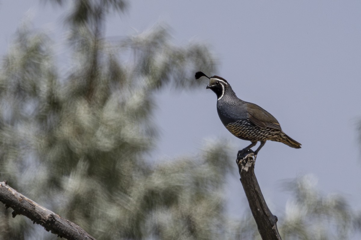 California Quail - ML638375979