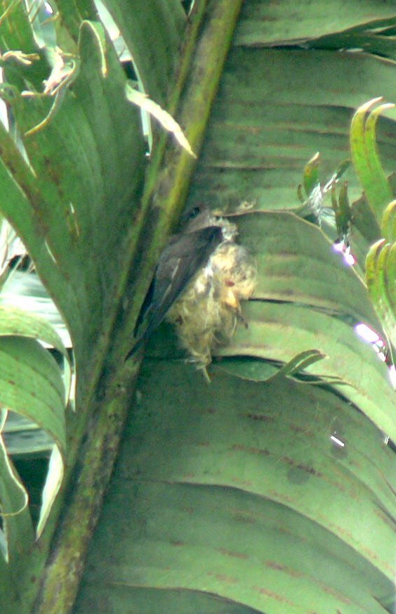 Malagasy Palm Swift (Madagascar) - ML638376005