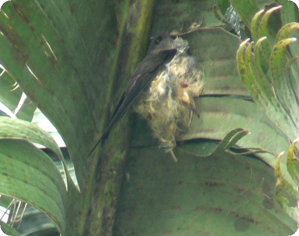 Malagasy Palm Swift (Madagascar) - ML638376006