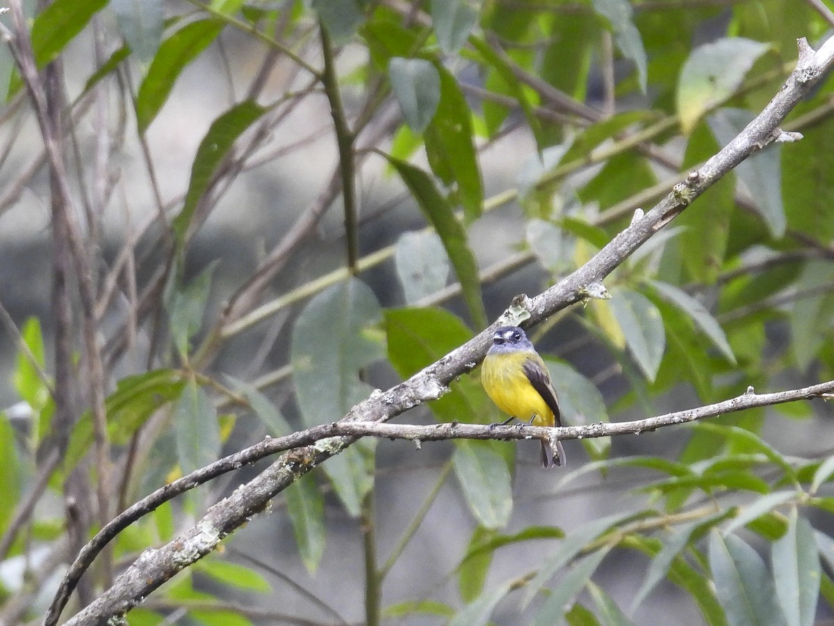 Ornate Flycatcher (Western) - ML638376007