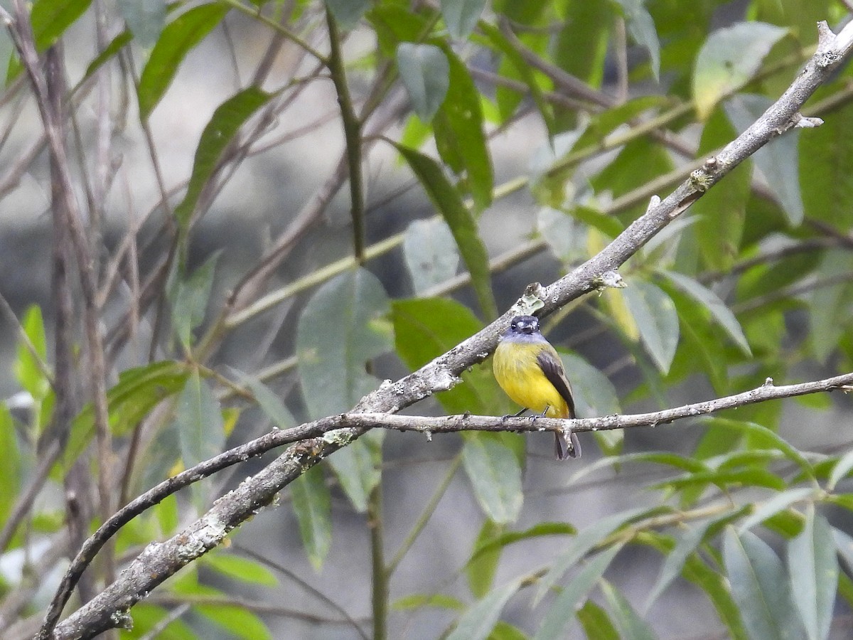 Ornate Flycatcher (Western) - ML638376008