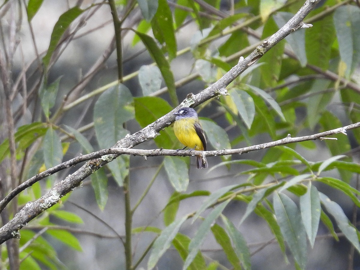 Ornate Flycatcher (Western) - ML638376010