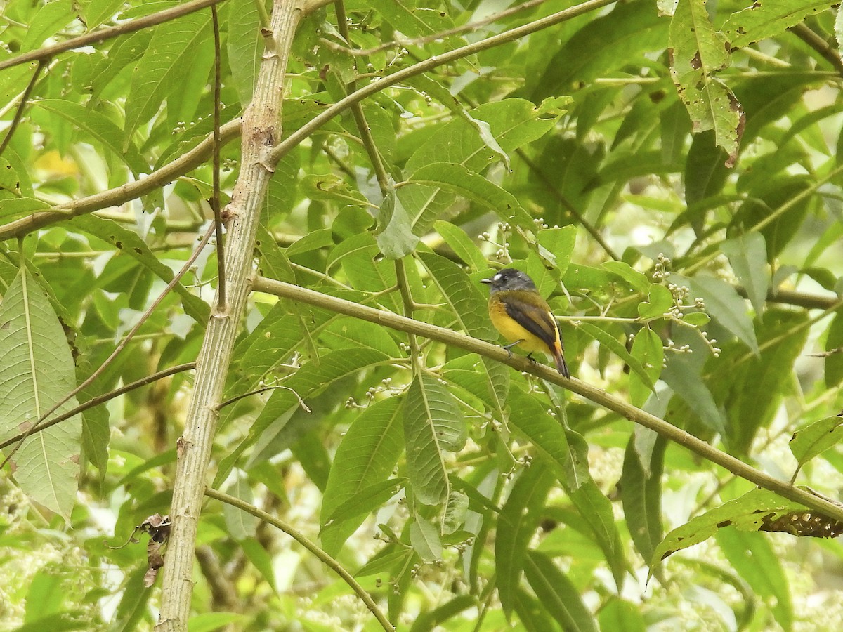 Ornate Flycatcher (Western) - ML638376011