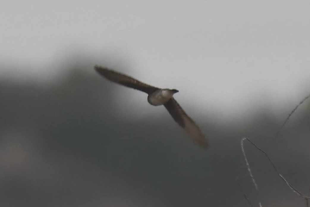 Northern Rough-winged Swallow - ML638376027