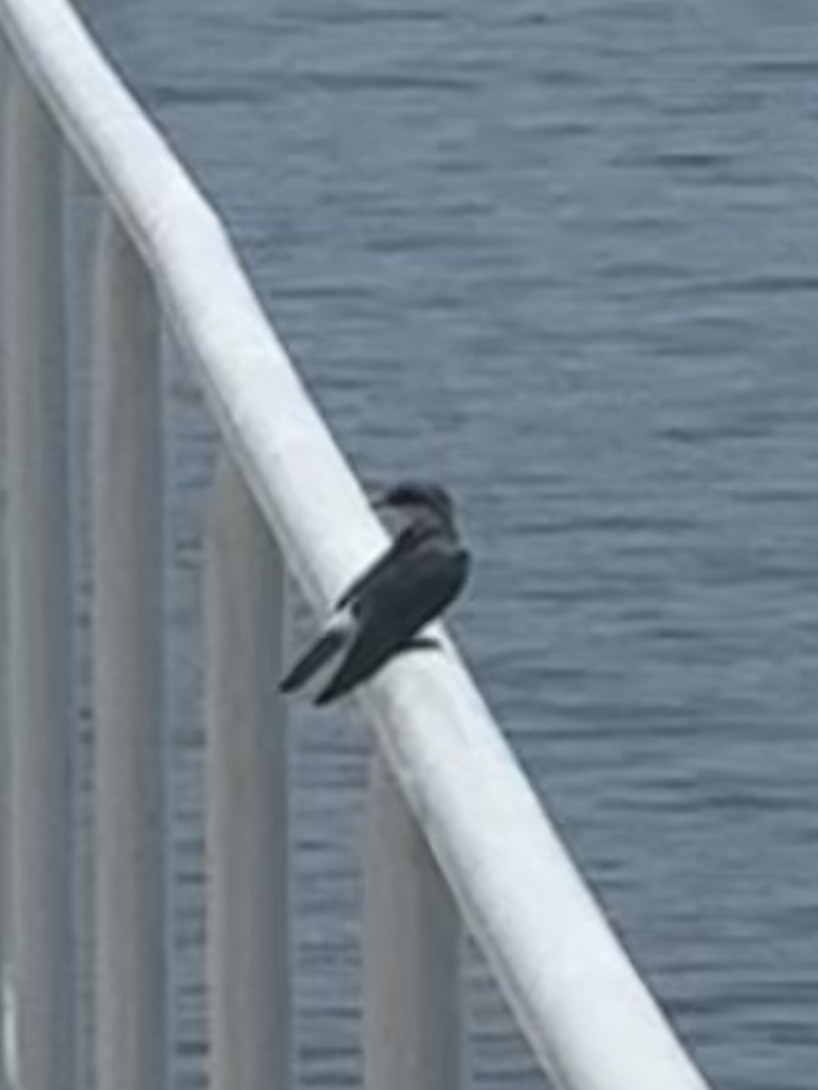 Mangrove Swallow - ML638376050