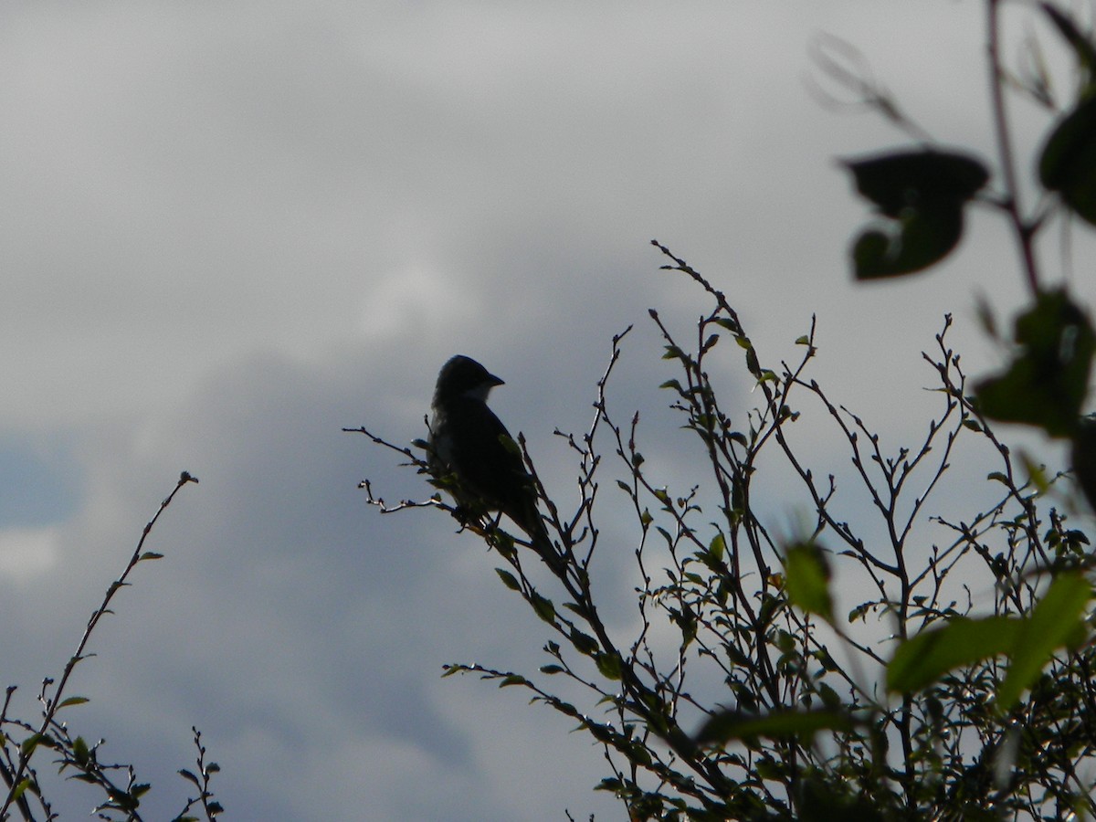 Diuca Finch - ML638376063