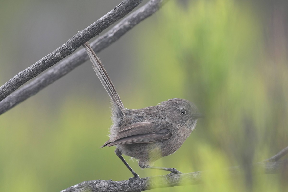 Wrentit - ML638376083