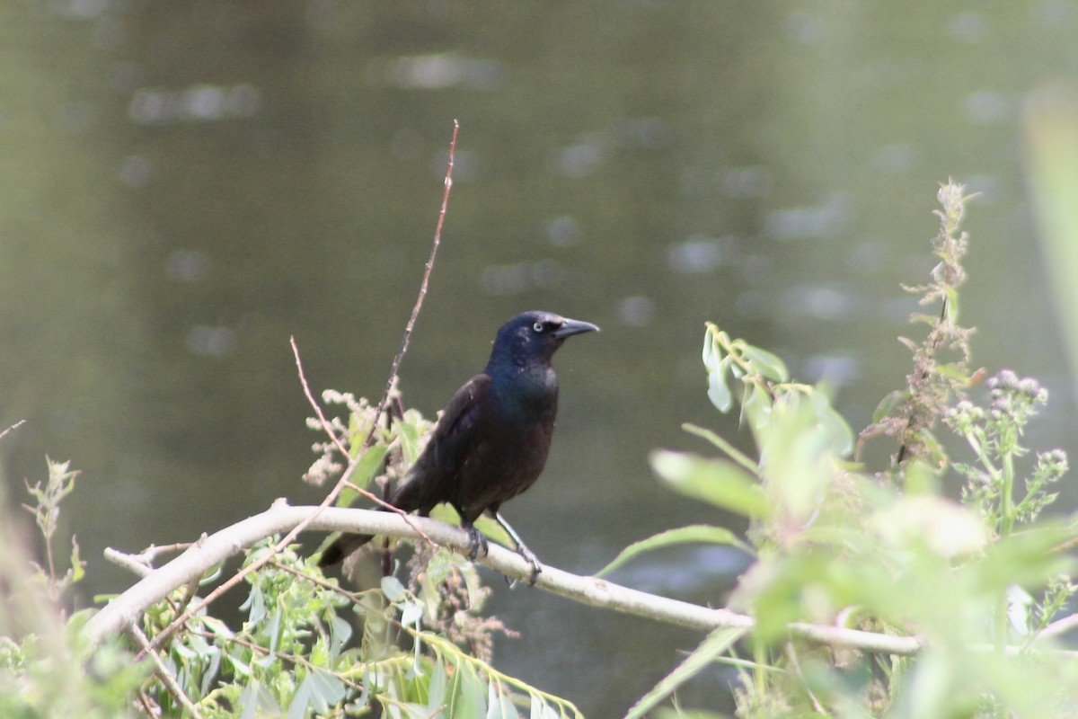 Common Grackle - ML638376088