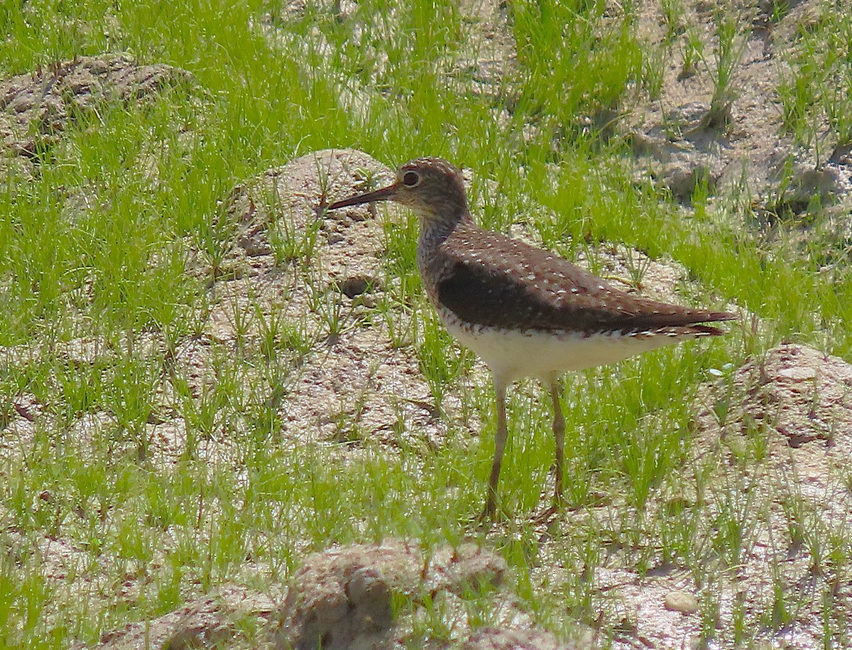 Solitary Sandpiper - ML638376089