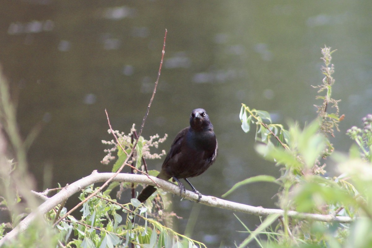 Common Grackle - ML638376090