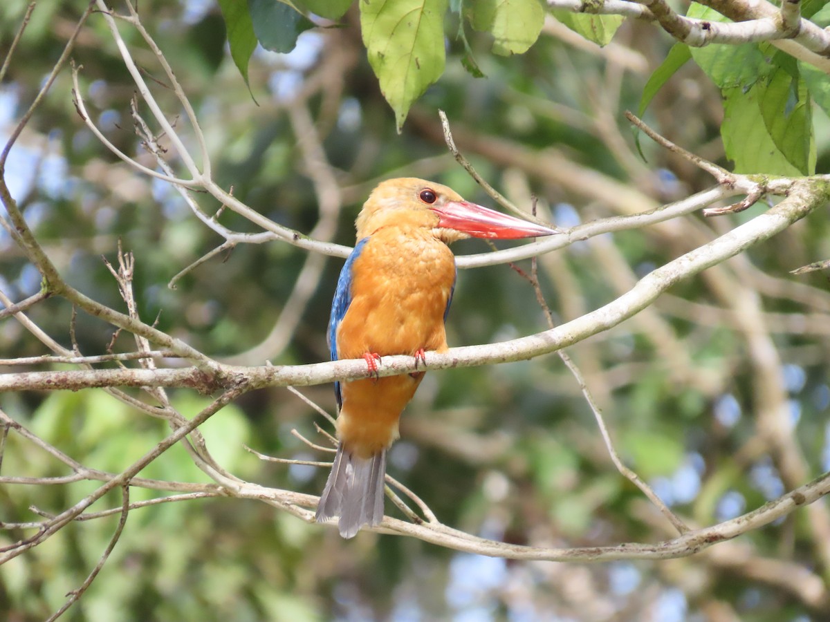 Stork-billed Kingfisher - ML638376092