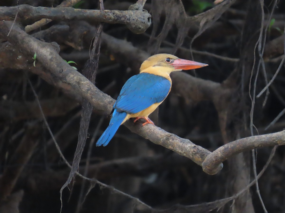 Stork-billed Kingfisher - ML638376093