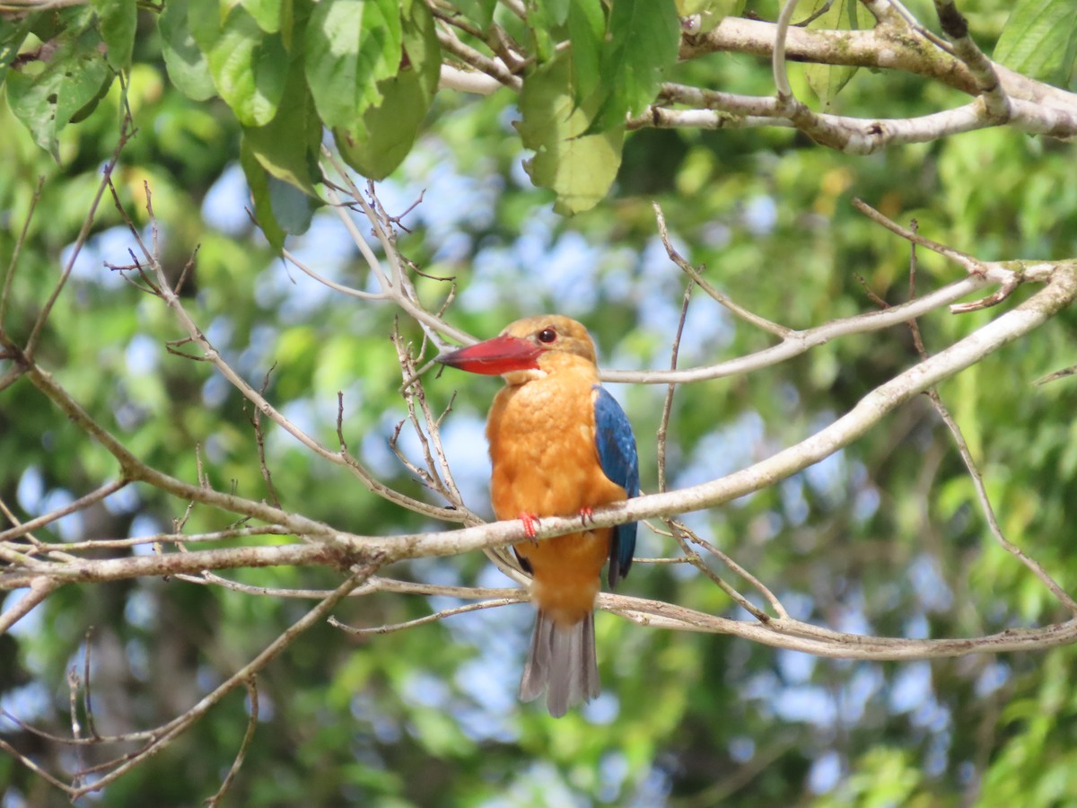 Stork-billed Kingfisher - ML638376094