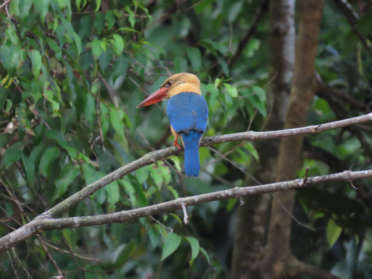 Stork-billed Kingfisher - ML638376096