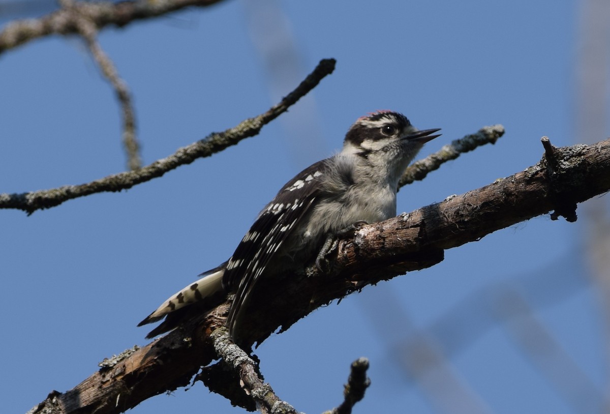 Downy Woodpecker - ML638376103