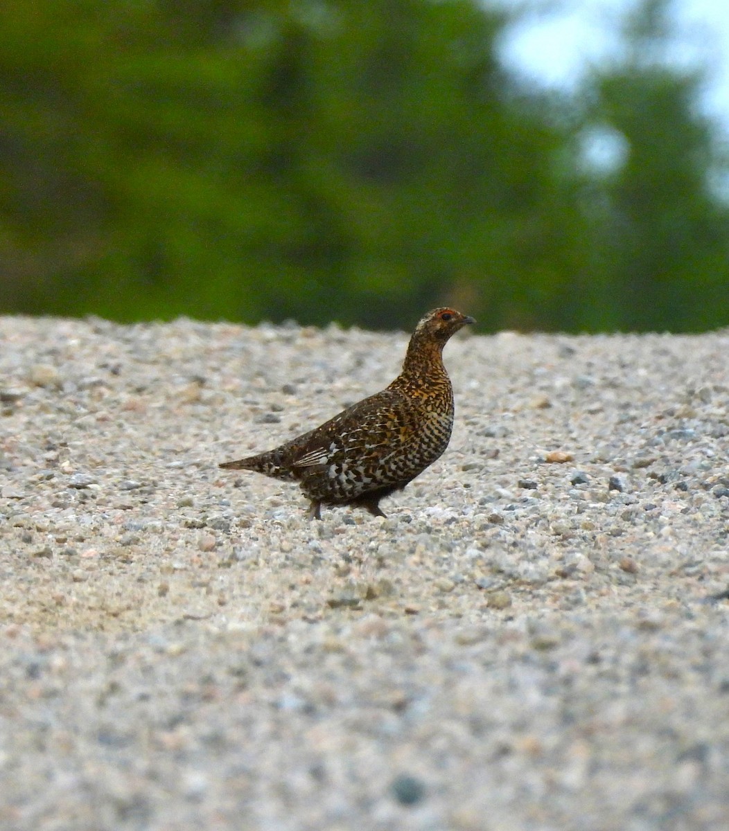 Spruce Grouse (Spruce) - ML638376118