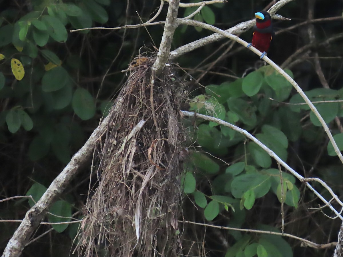 Black-and-red Broadbill - ML638376120