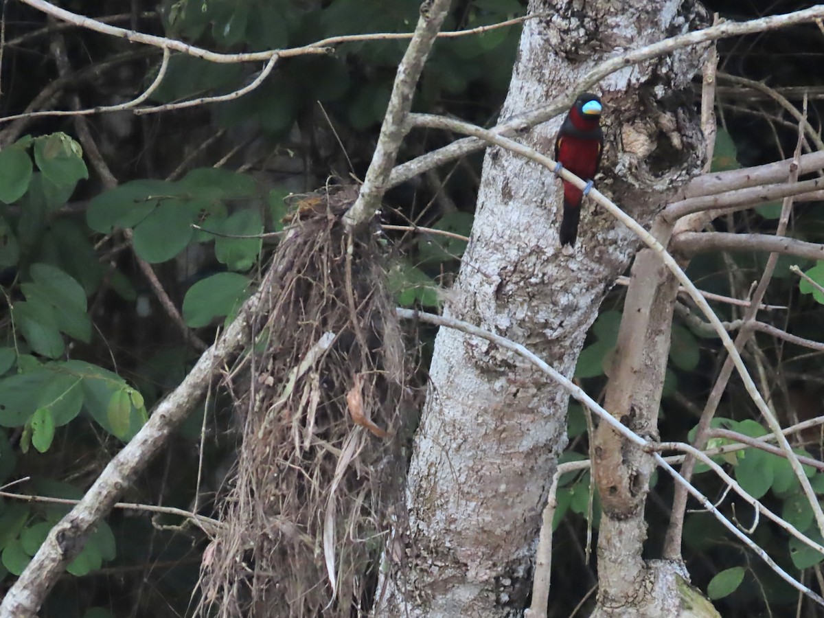 Black-and-red Broadbill - ML638376121