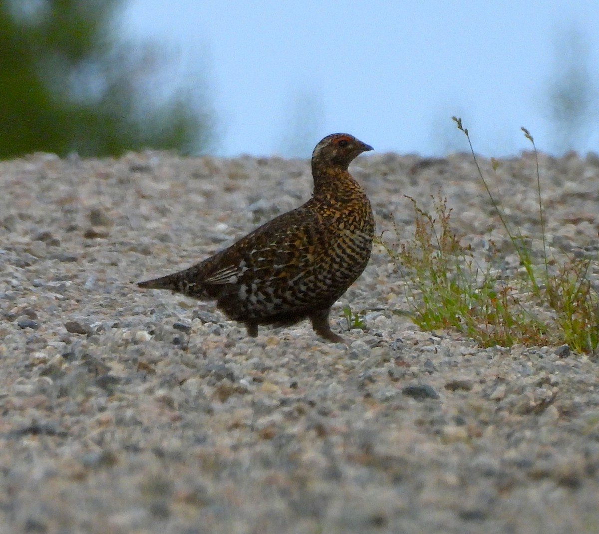 Spruce Grouse (Spruce) - ML638376150
