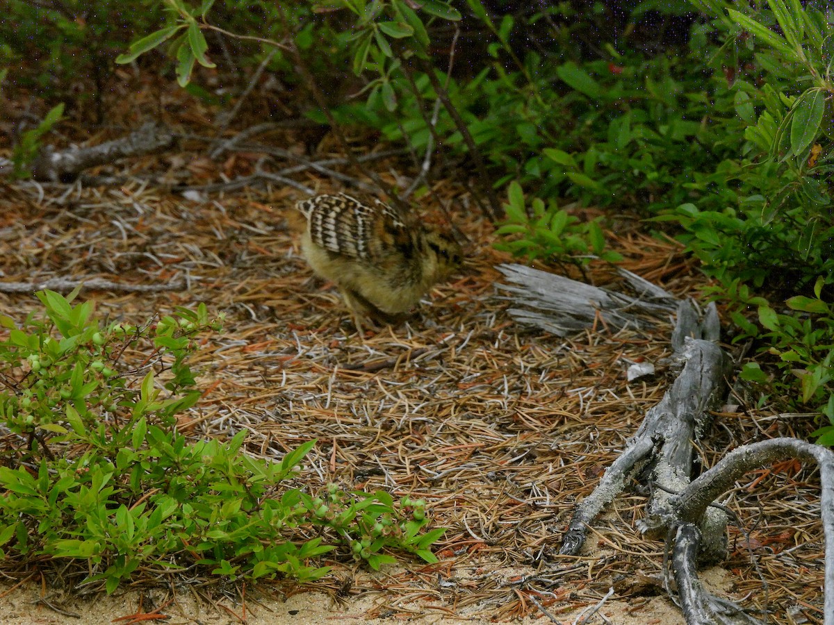 Spruce Grouse (Spruce) - ML638376180