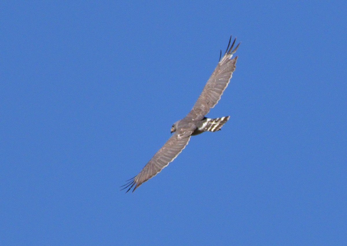 Gri Şahin - ML638376187