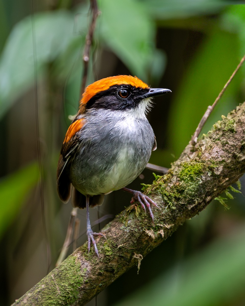 Black-cheeked Gnateater - ML638376214