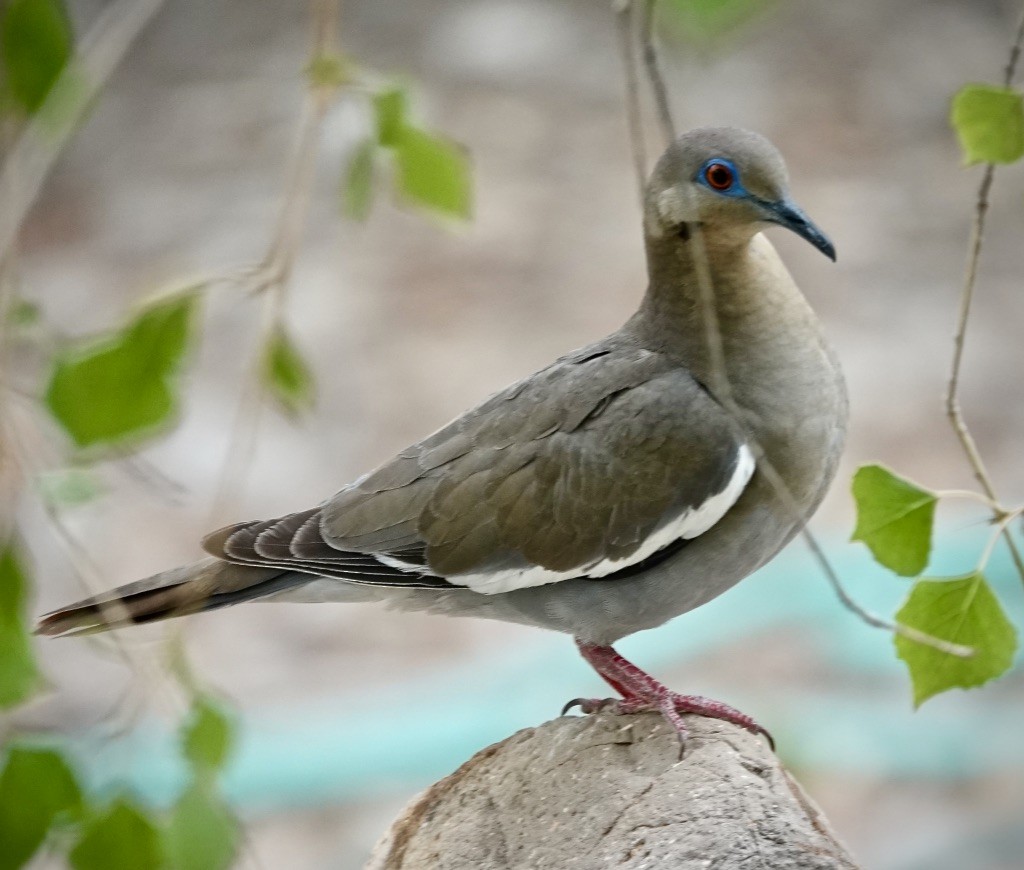 White-winged Dove - ML638376228