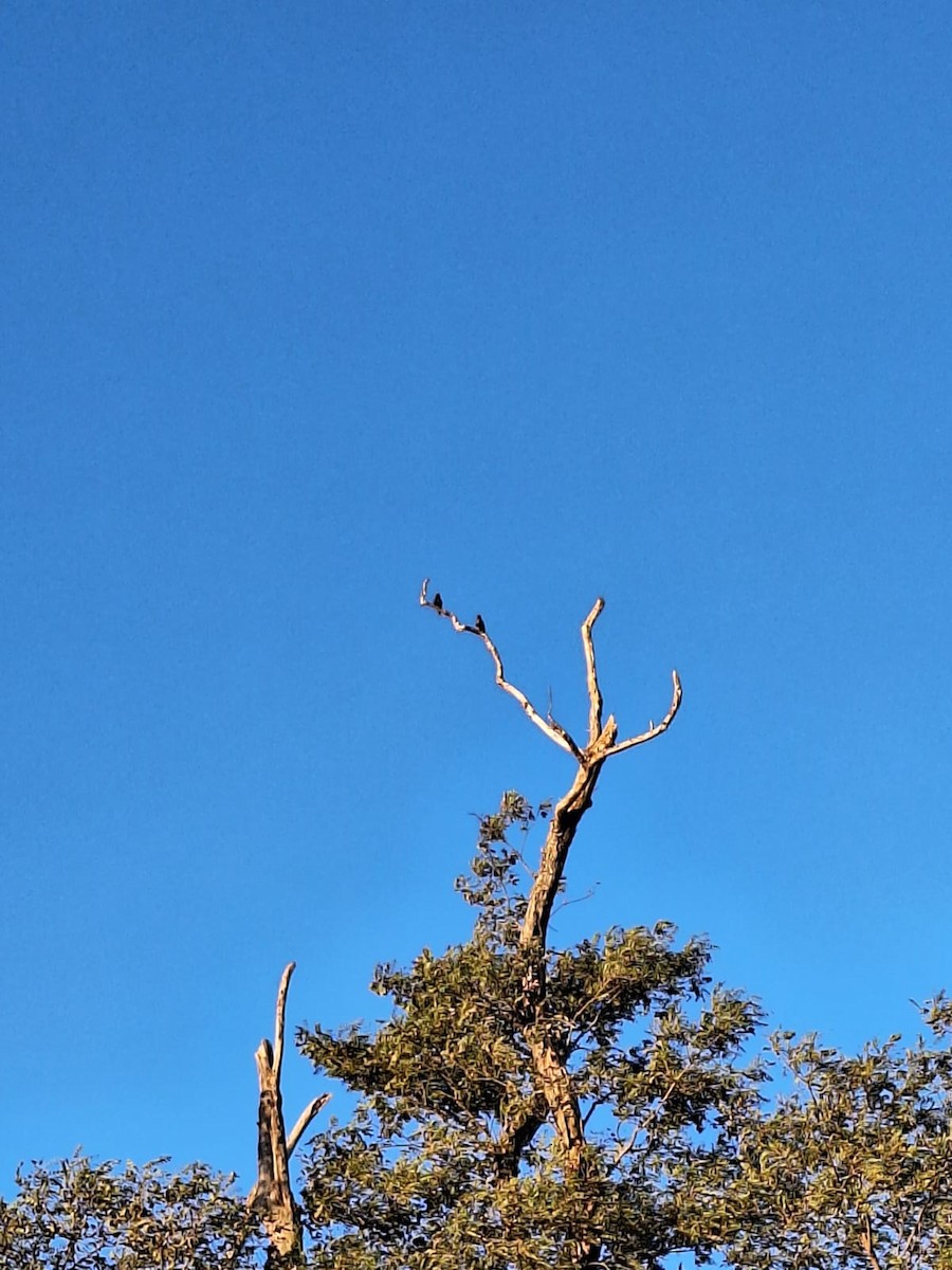 European Starling - ML638376234