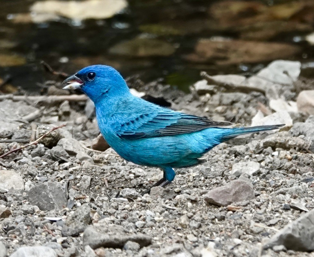 Indigo Bunting - ML638376239