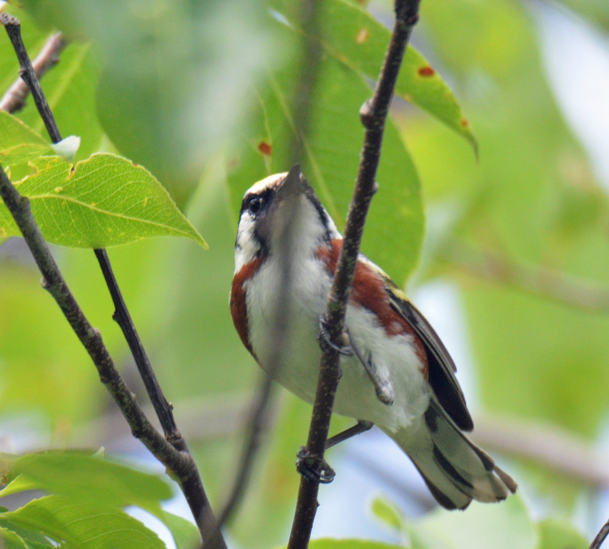 Chestnut-sided Warbler - ML638376242